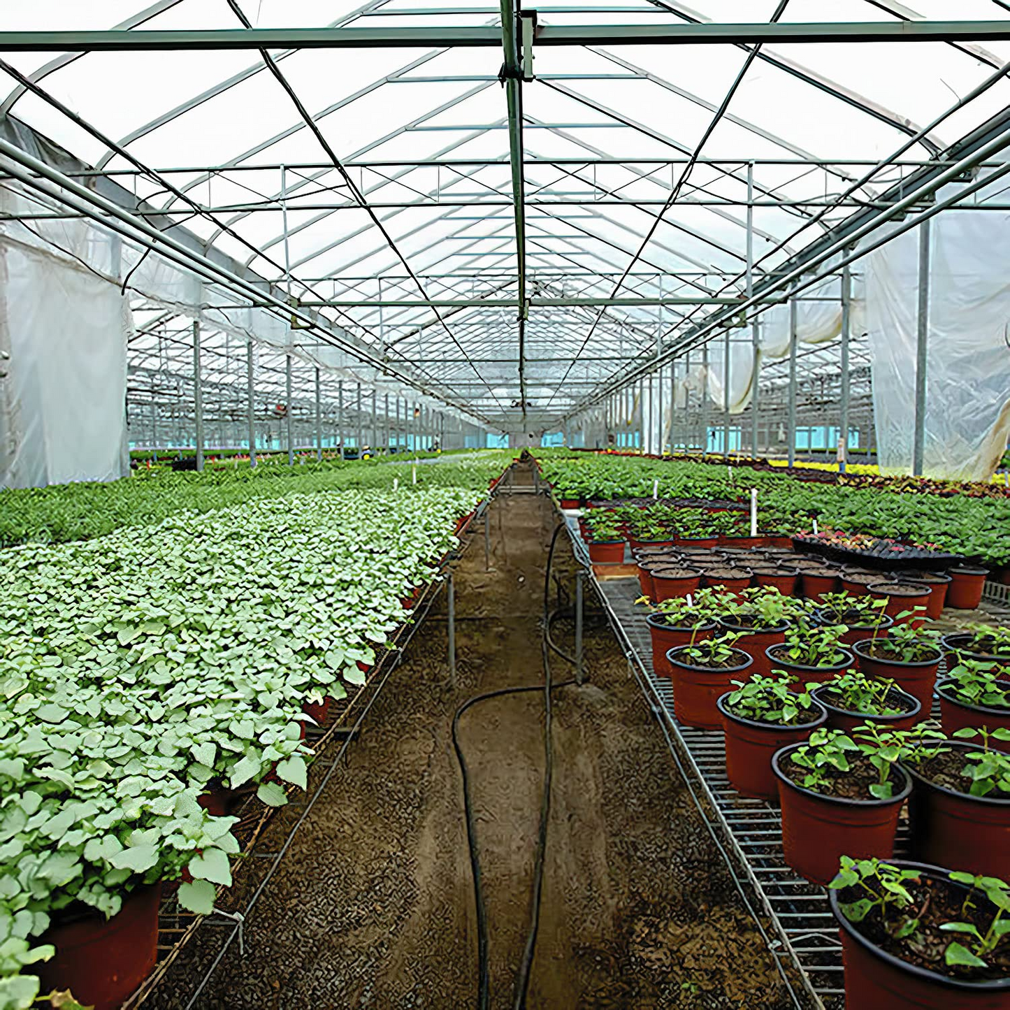 Griffin Sunmaster - 6 mil 4 year Clear UV Resistant Polythene Greenhouse Film