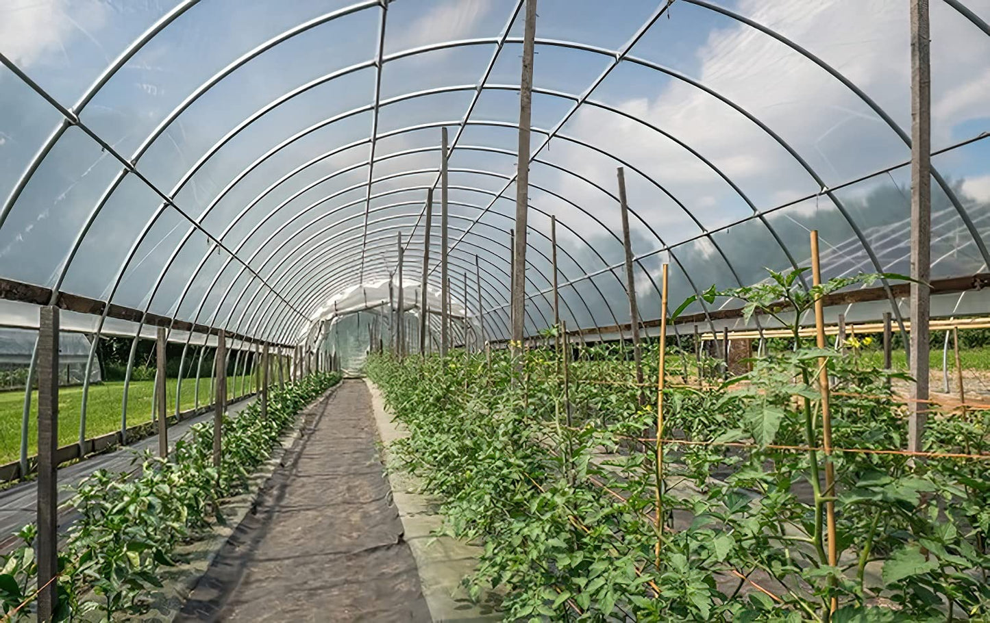 Griffin Sunmaster - 6 mil 4 year Clear UV Resistant Polythene Greenhouse Film