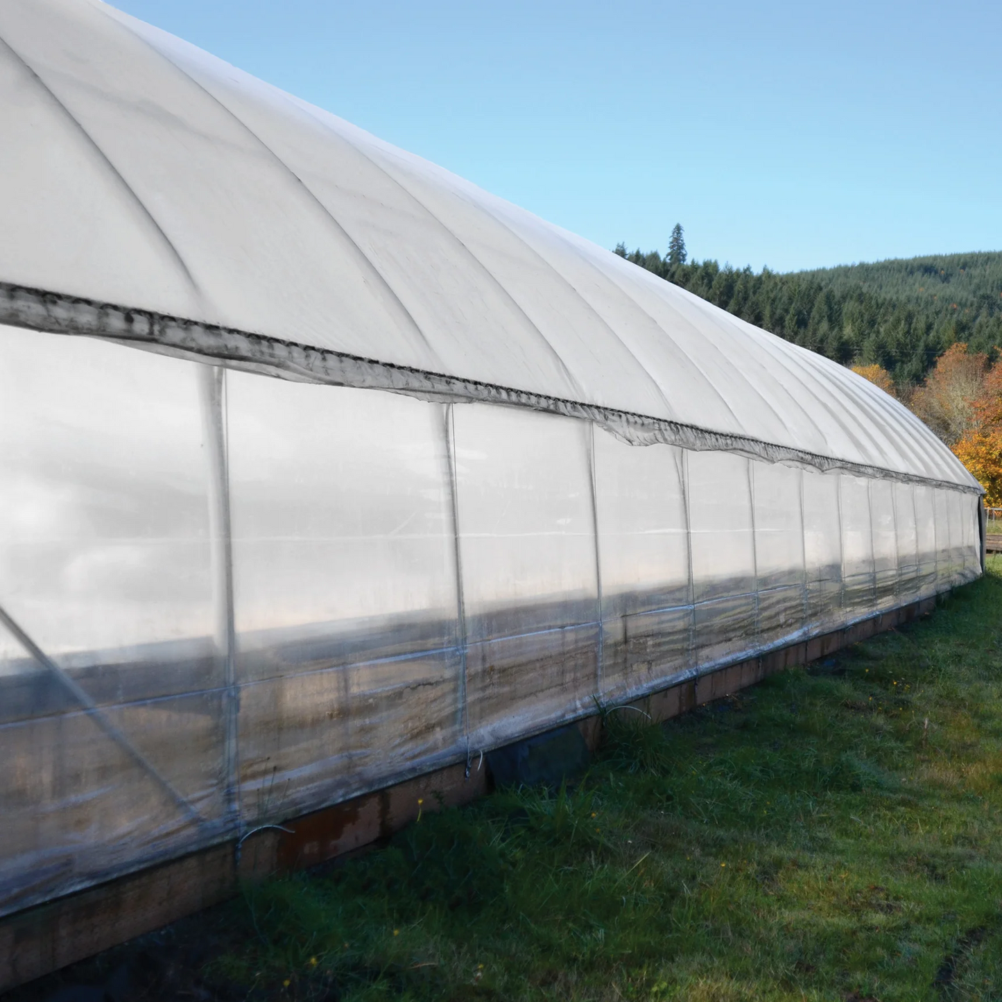 Griffin Tufflite IV - Clear 6 mil UV Protected Greenhouse Film