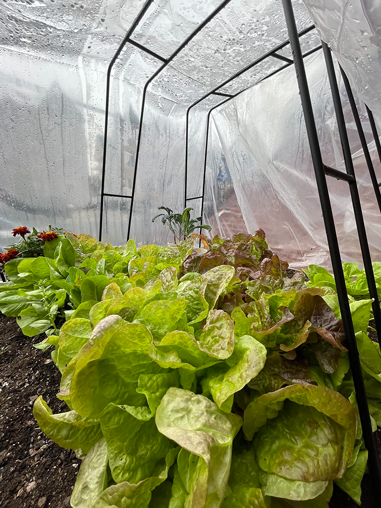 Griffin Sunmaster - 6 mil 4 year Clear UV Resistant Polythene Greenhouse Film