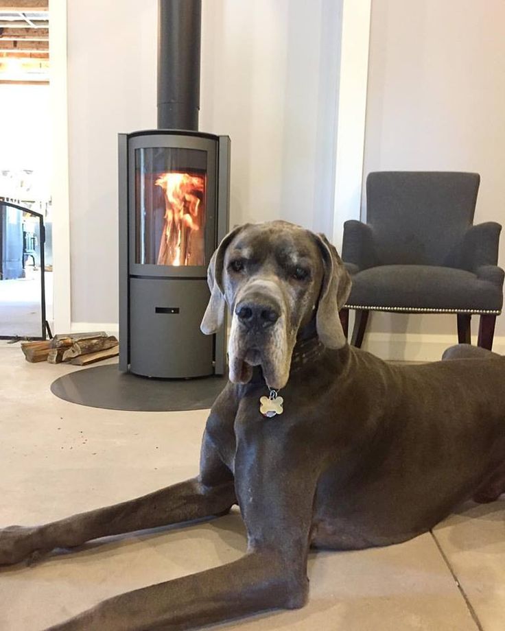 Large dog lying on the floor in front of a modern wood stove. modern rotating wood stove
360 degree fireplace
eco-friendly wood stove
high efficiency fireplace
clean burning wood stove
European design fireplace
contemporary wood-burning stove
STUV 30 fireplace  wood stove dealer Modern fireplaces in Bend Oregon Central and Southern Oregon Eastern Oregon Idaho Washington Northern California Nevada Utah luxury fireplace design
statement fireplace for living room
energy efficient heating solutions
designer 