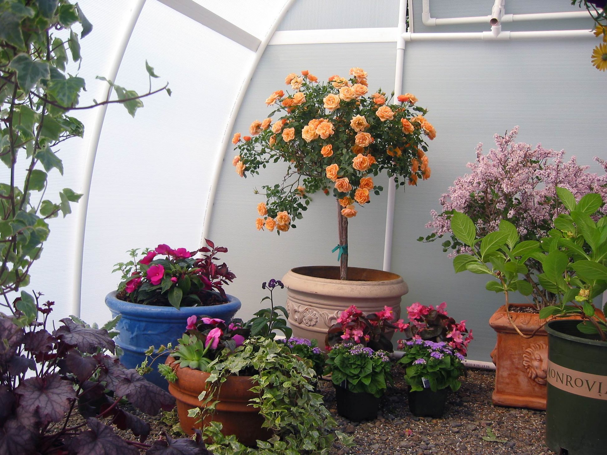 Inside view of early bloomer greenhouse with vase of colorful flower arrange on the floor of the small greenhouse