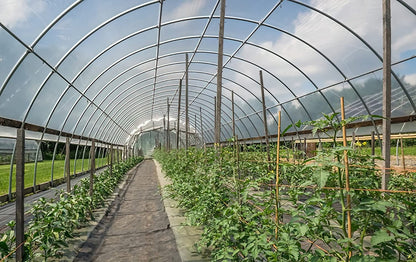 Griffin Sunmaster - 6 mil 4 year Clear UV Resistant Polythene Thermal Greenhouse Film